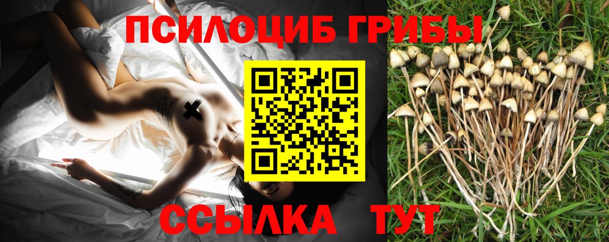 Псилоцибиновые грибы Psilocybe Дубна